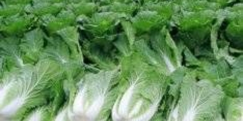 Kako uzgajati kineski kupus